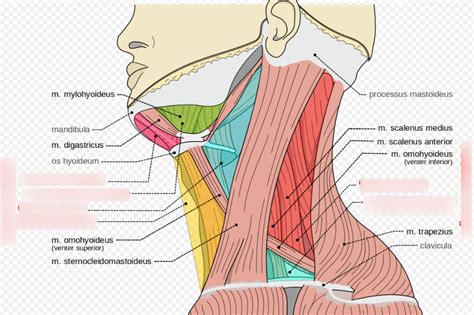 Neck Anatomy Diagram Diagram | Quizlet