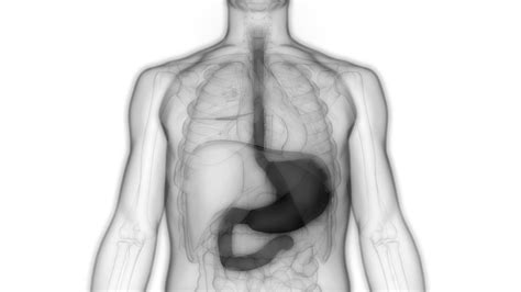 Achalasia : Overview, Causes, Symptoms, Treatment - illness.com