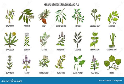 Collection of Natural Herbs for Colds and Flu Stock Vector - Illustration of peppermint, bark ...