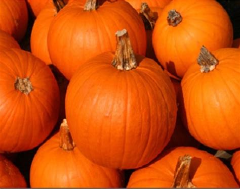 small sugar  england holmes seed company