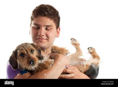 Beagle yorkshire terrier mix hi-res stock photography and images - Alamy