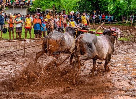 bull race konkan maharashtra