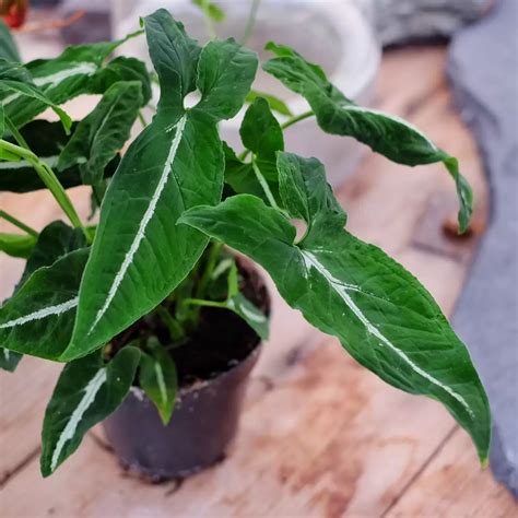 Syngonium wendlandii - Cowell's Garden Centre | Woolsington