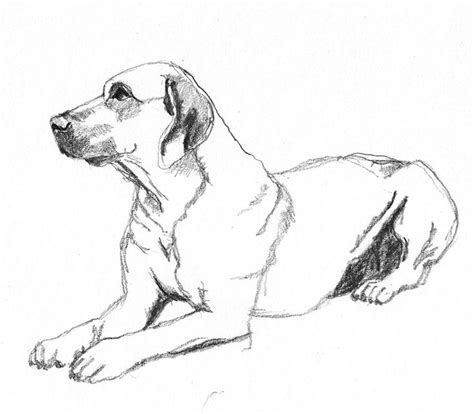 dog sketches pencil drawings  dogs dog sketch sketches dog drawing