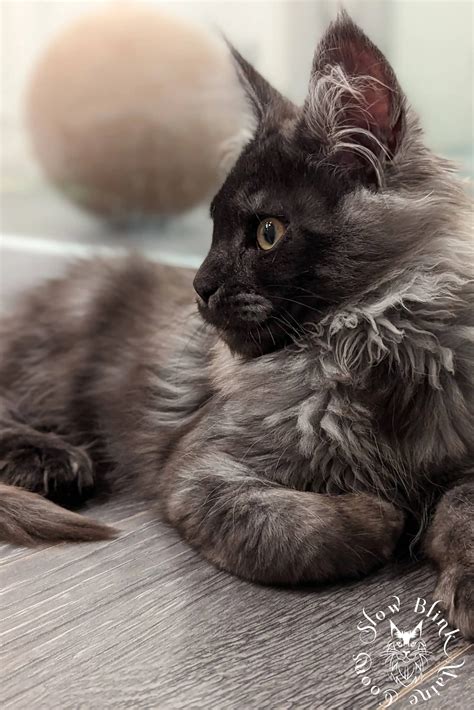 Black Smoke Maine Coon Kittens | SlowBlink