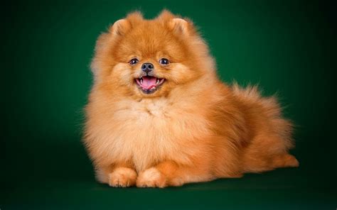healthy gum color in dogs 5