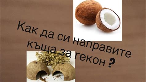 Как да направите къща от кокос за своя домашен любимец (гекон , паяк ...
