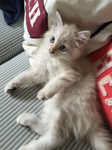 Siberian Cat sibirisk katt Neva masquerade | Cute puppies and kittens ...
