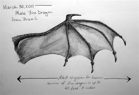 Anatomy of a Dragon Wing