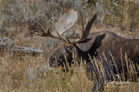 Shiras Moose | Moose | Bob Innella Photography