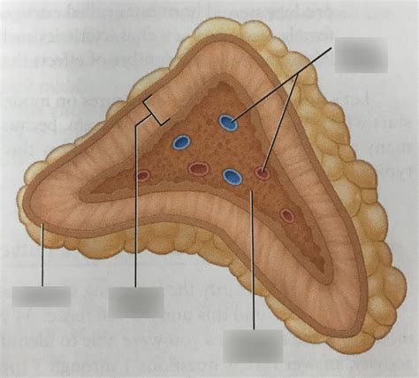 Adrenal Gland Diagram | Quizlet