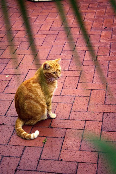 Feeding campus cats affects their health | The Southern Newspaper