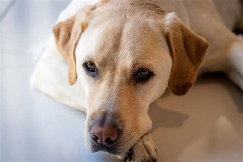 Labrador Retriever Price - Barklopedia
