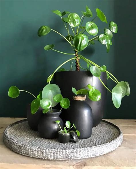 Chinese Money Plant (Pilea peperomioides) Care - How to Take Care ...