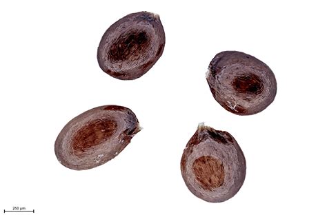 cyanea kauaulaensis seeds  hawaii