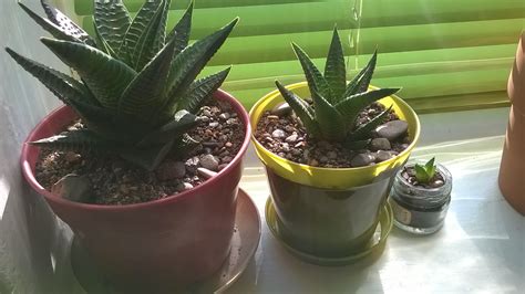 My Haworthia is flowering one flower a day :) : r/succulents