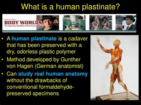 PPT - Use of Plastinated Human Cadavers in Anatomy & Physiology ...