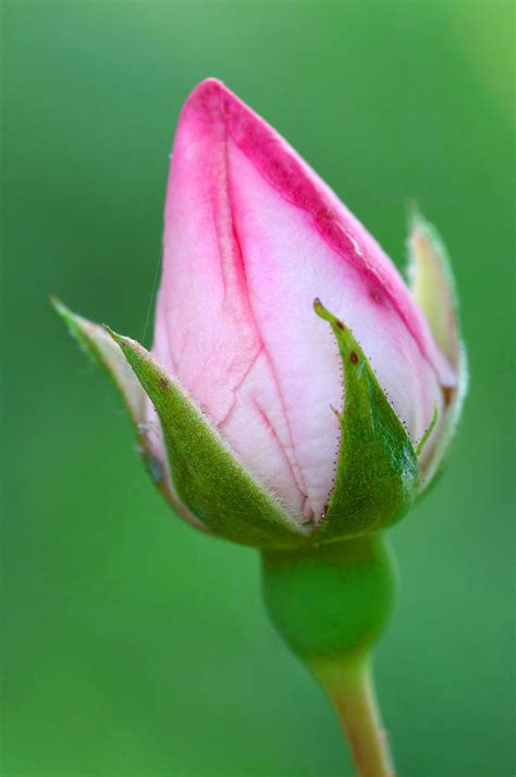 The Most Beautiful Pink Rose buds | Description Rose bud.jpg | PINK
