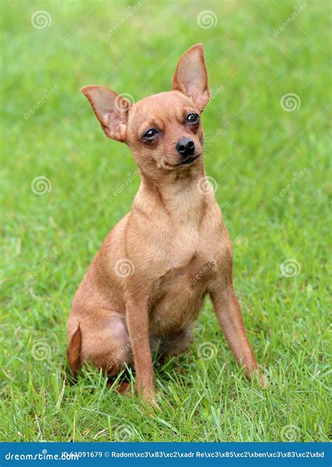 Typical Prague Rat Hunter in the Garden Stock Image - Image of ...
