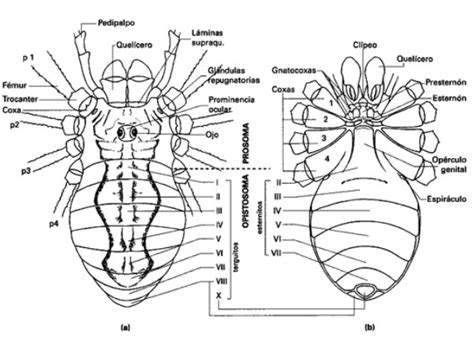 Opiliones | De vueltas por el mundo