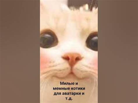 милке и мемные котики на аву и т.д. - YouTube
