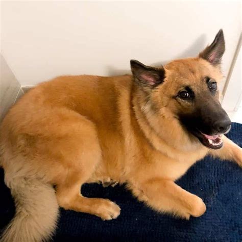 44+ German Shepherd Mix Breeds