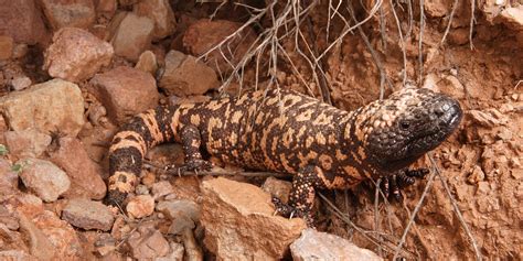 Gila Monster Habitat Biology Of Gila Monsters And Beaded Lizards