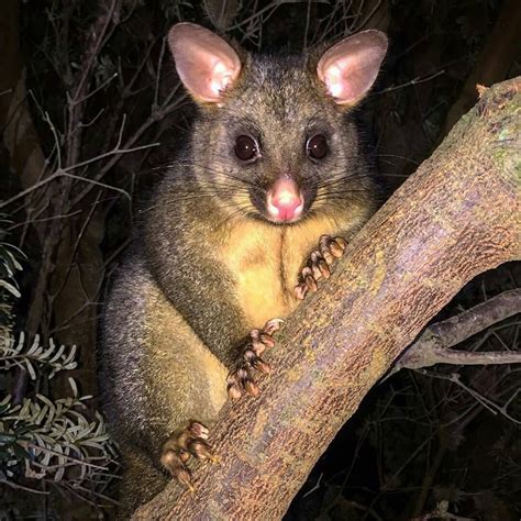 A friendly Brush Tailed Possum at Nubeena | Australia animals ...