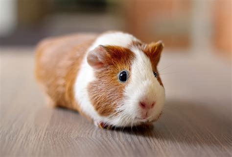 Foto Do Porco Da Índia - Porquinho da índia: saiba 05 características e curiosidades sobre esse ...