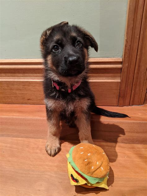 Discover more like Germanshepherds: Meet Akila - our beautiful 9 week