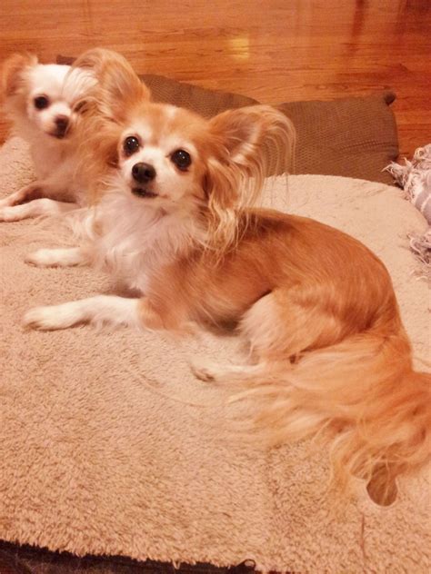 25+ What Is A Long Haired Chihuahua Pic - Bleumoonproductions