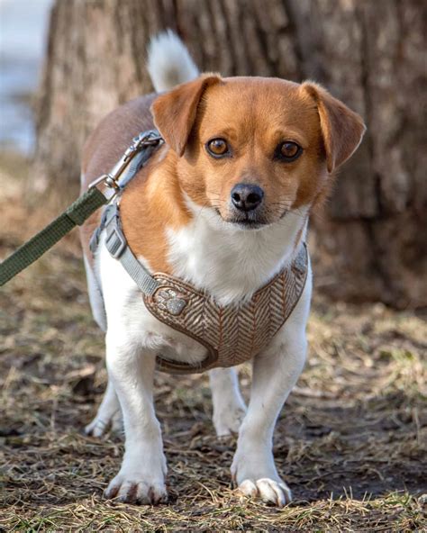 Chihuahua Mixes: 53 Cutest Crossbreeds You'll Want to Adopt!