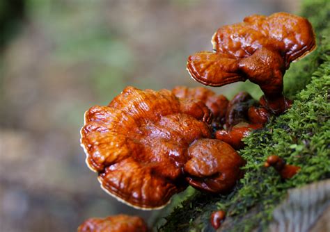 Трутовик лакированный (Гриб Рейши) (Ganoderma lucidum) фото и описание