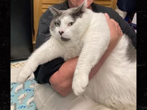 Fat Cat