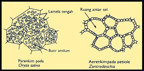 jaringan parenkim matericoid