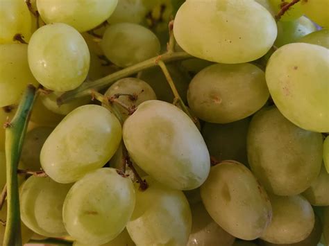 Why Can't Dogs Eat Grapes? - All Things Chihuahua