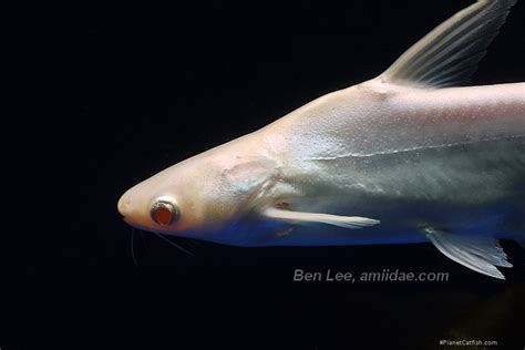Pangasianodon hypophthalmus - PlanetCatfish.com