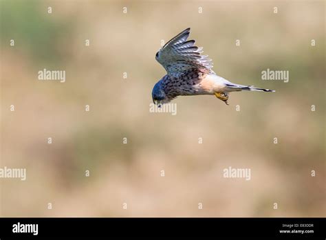 falco tinnunculus summer  res stock photography  images alamy