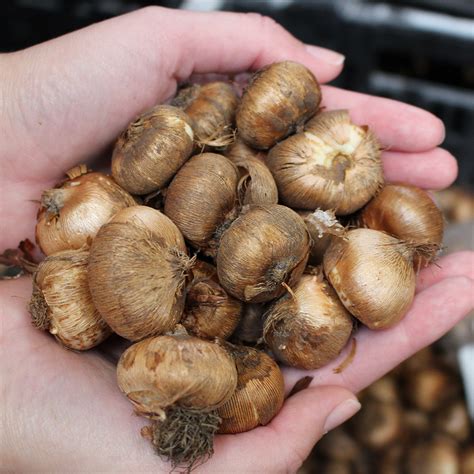 How Supplied - Spring Flowering Bulbs & Corms - JParkers