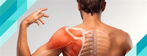 muscle hypertrophy   muscle hypertrophy happen