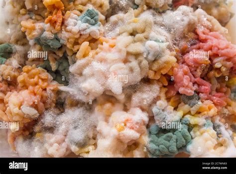Purple Mold On Rice at Irene Troyer blog