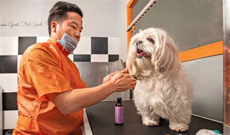 Choosing the Right Medicine for Your Furry Friend: A Guide to Pet ...