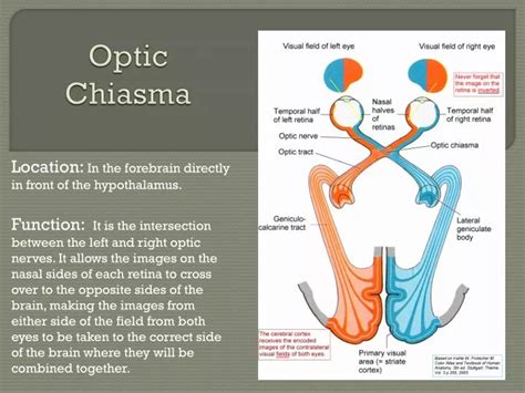 PPT - Optic Chiasma PowerPoint Presentation, free download - ID:2278855