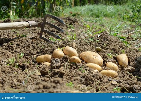 Potato harvest stock image. Image of farmer, heel, nature - 26106897