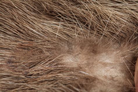 Eurasian otter - Zoological Museum Netherlands