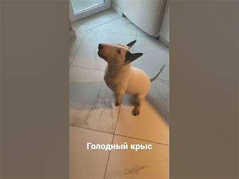 Булик - YouTube