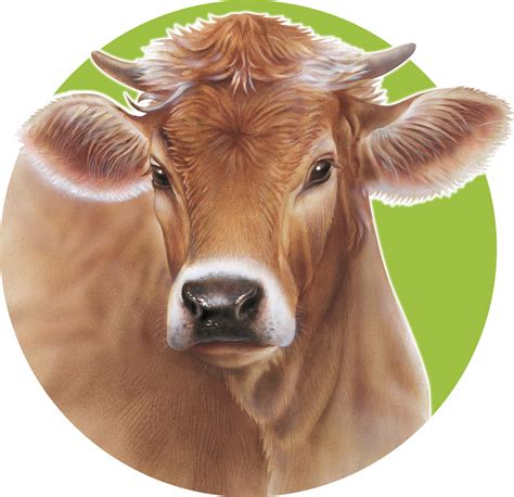 Bovini - Mangimi Liverini