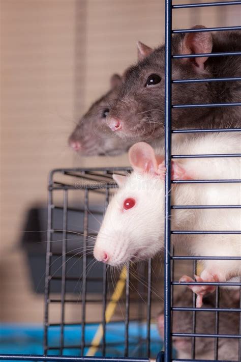 Rats in cage stock photo. Image of whisker, domestic - 18307904
