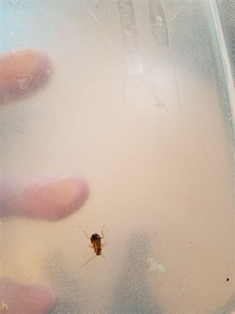Baby Cockroach Vs Bed Bug