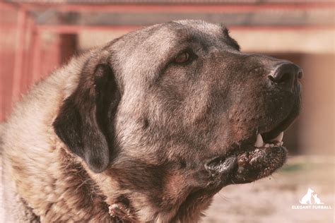 Turkish Boz Shepherd Dog Breed Information | Elegant Furball